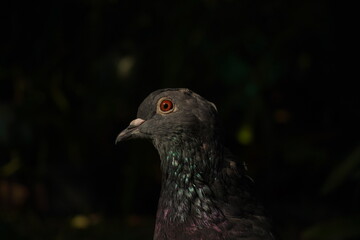 Paloma de perfil