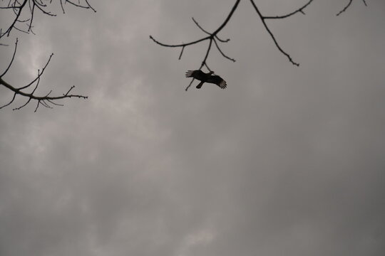 Carancho volando por encima de arboles
