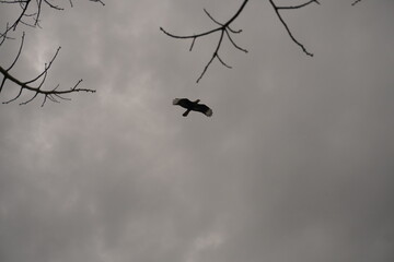 Carancho volando por encima de arboles