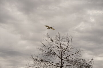 Garza blanca volando sobre arbol