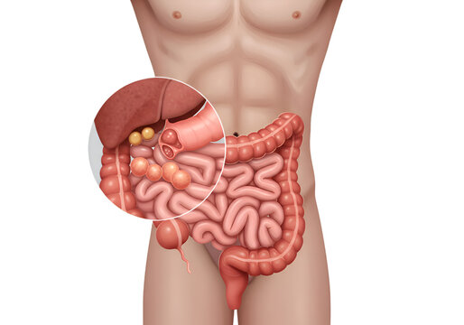 Detailed illustration of the human digestive system, highlighting the intestines and associated organs.