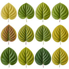 Fototapeta premium A grid showcases fifteen vibrant green leaves, each exhibiting unique veining and subtle variations in shape and color isolated on transparent or white background. Generative ai 