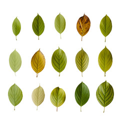 A grid showcases fifteen vibrant green leaves, each exhibiting unique veining and subtle variations in shape and color isolated on transparent or white background. Generative ai 