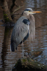 Great Blue heron 