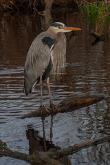 great blue heron
