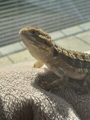 bearded dragon lizard