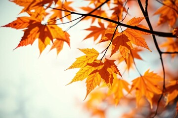 Autumn fall leaves with vibrant orange and yellow maple leaves