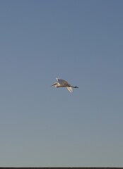 Garza blanca argentina volando sobre cielo celeste