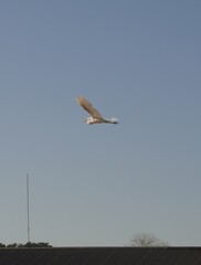 Garza blanca volando