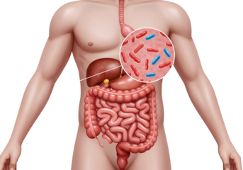Human digestive system with highlighted gut bacteria illustration.