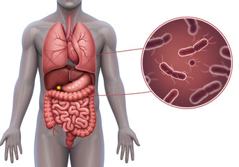Human digestive system with highlighted gut bacteria illustration.
