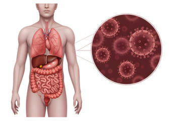 Human anatomy illustration showing internal organs alongside a magnified view of viruses.