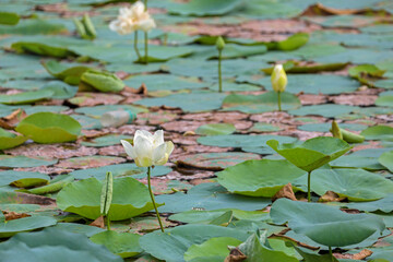 white lotus flowers in the pond	
