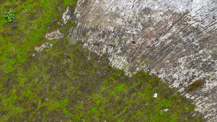 Concrete Pathway Half Covered in Moss, Green Moss and Concrete Intersect Forming a Natural Pattern