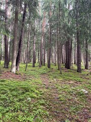 footpath in the woods