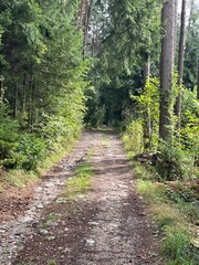 path in the woods