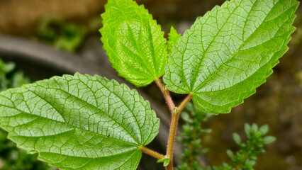Macro Photograph of Thriving Green Plant Leaves, Close Up of Vibrant Green Foliage with Visible Veins and Intricate Leaf Structure