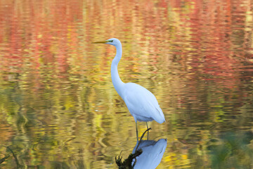 Great white egret in shallow water surrounded by yellow and red colors reflected in the water, great white egret surrounded by red and yellow reflections in the lake, white bird reflected, Ardea alba
