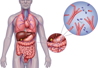 Human anatomy illustration highlighting the digestive system with magnified view of intestinal villi.