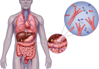 Human anatomy illustration highlighting the digestive system with magnified view of intestinal villi.