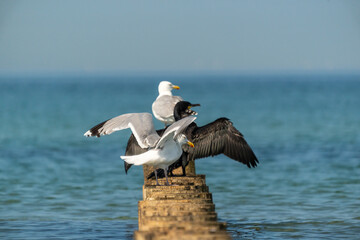 Zwei Möwen und ein Kormoran auf einer Buhne an der Ostsee