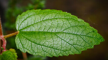 Macro of a Vibrant Green Leaf Highlighting Intricate Veins and Delicate Serrations, Close-up of a Lush Green Leaf Displaying Textured Surface and Detailed Venation