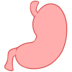 stomach illustration