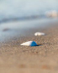 Eine Sandklaffmuschel am Strand