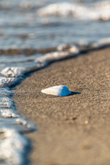 Eine Sandklaffmuschel am Strand