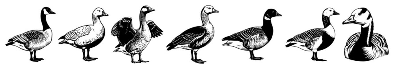 Wild Geese Vector Silhouettes &ndash; Canadian Goose, Greylag, Swan Goose Standing Poses Collection, Detailed Black & White Waterfowl Illustration