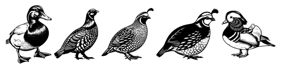 Mixed Small Birds Vector Set – Duck, Quail & Puffin Silhouettes, Detailed Black-and-White Clip-Art Collection for Nature & Wildlife Designs