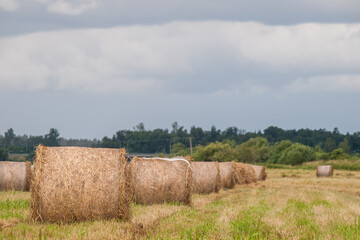 Rural landscape with round hay bales on a harvested field under a cloudy summer sky.