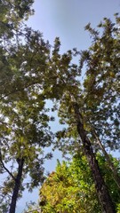 trees and sky