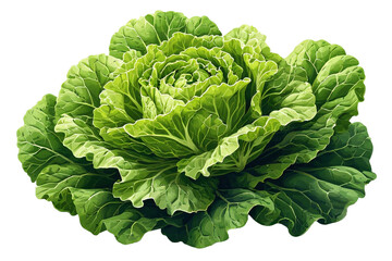 Fototapeta premium Organic, healthy, and fresh green cabbage leaves grow in the garden