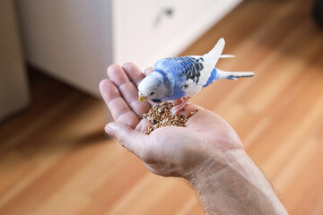 Owner man feeding a budgie. Close-up. White blue budgerigar perching on the hand. Pet bird is eating cucumber from human palm. Cozy Indoor Setting. Person is gently handfeeding a parrot in bright room