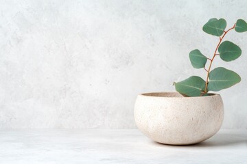 Minimalist plant arrangement in textured pot on soft background