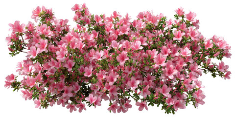 Lush, pink azalea blossoms
