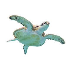 Graceful green sea turtle glides, isolated on white & transparent background. Ideal for marine biology, ocean conservation campaigns, travel ads, educational content, and summer decor projects.