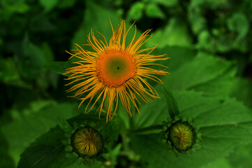 Summer flowering flowers. Telekia speciosa