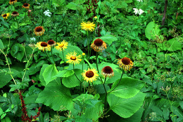 Summer flowering flowers. Telekia speciosa