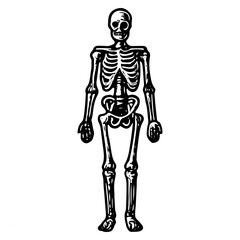 Detailed Vintage Illustration of Full Human Skeleton, Medical Anatomy Drawing