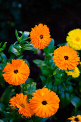 Orange Marigold Flowers in Bloom