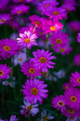 Obraz premium Beautiful Pink Daisies Blooming in Summer Garden