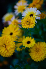 Bright yellow marigold flowers blooming in garden