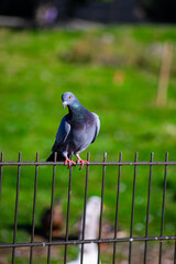 Wild Pigeon Sitting on Metal Fence Outdoors