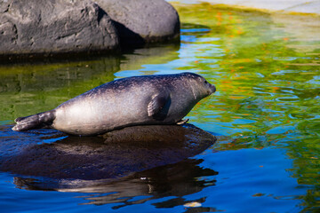 Fototapeta premium Wild Seal Resting on Rock with Bright Water Reflections