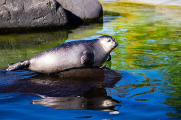Wild Seal Relaxing on Rock with Colorful Water Reflection