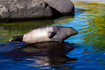 Wild Seal Resting Peacefully on Rock in Water