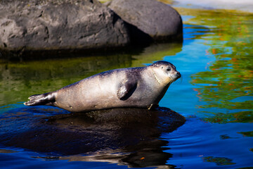 Wild Seal Relaxing on Rock in Bright Sunlight