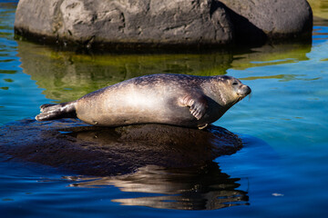 Wild Seal Resting on Rock in Sunlight